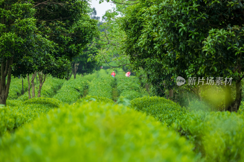 春茶采摘