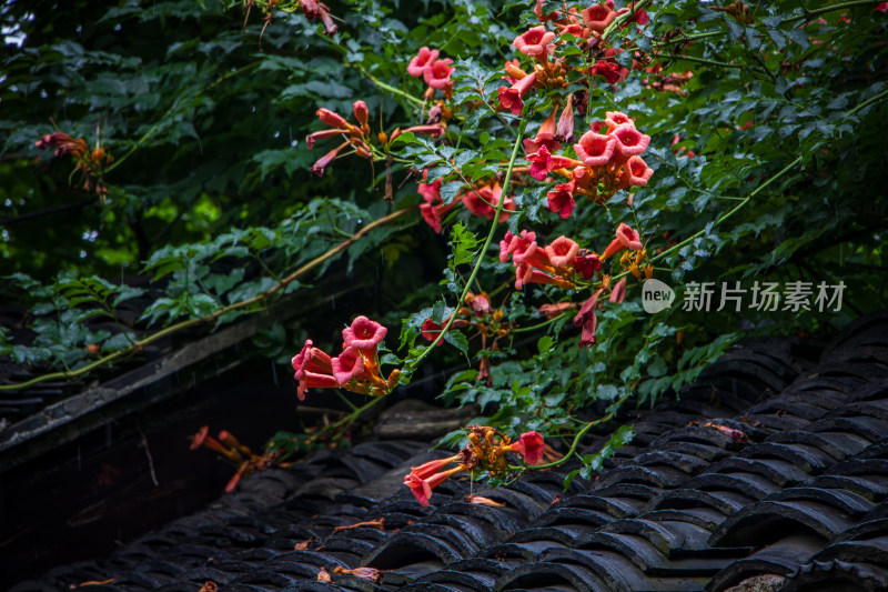 南京夫子庙瞻园青瓦屋檐与凌霄花