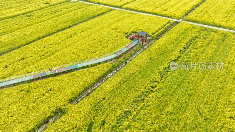 湖北江汉平原的油菜花