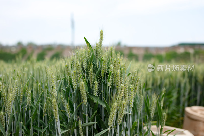 即将成熟的大片麦田