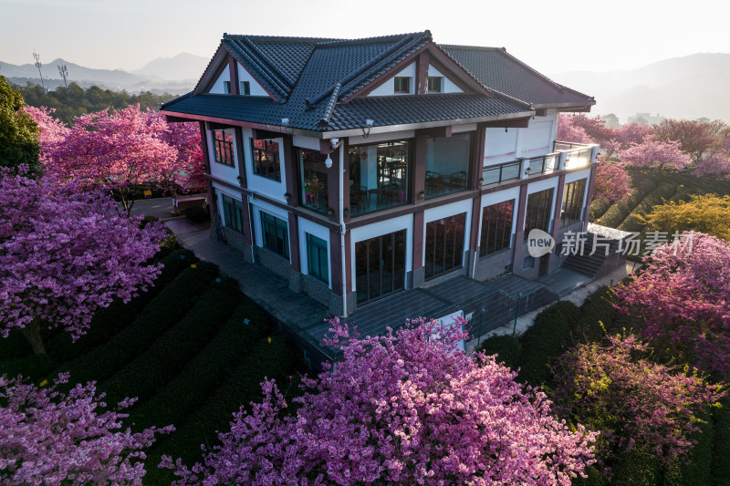 福建龙岩永福台品樱花茶园