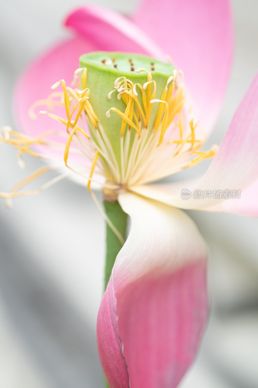 粉色荷花花蕊特写