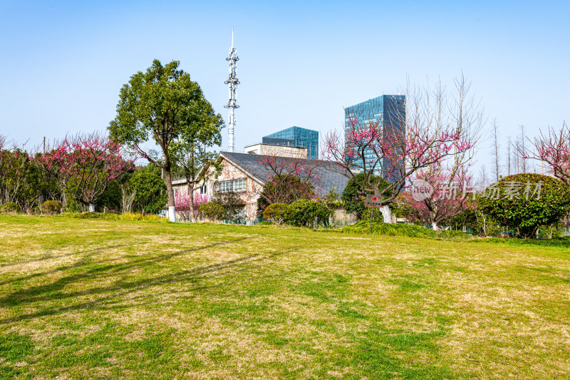 上海莘庄公园莘庄梅园梅花春天景点景观