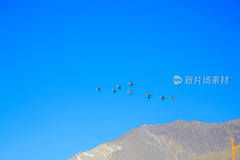 中国西藏冬季蓝天下迁徙的鸟类飞越雪山