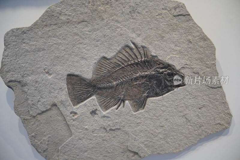 侏罗纪叉鳞鱼化石标本