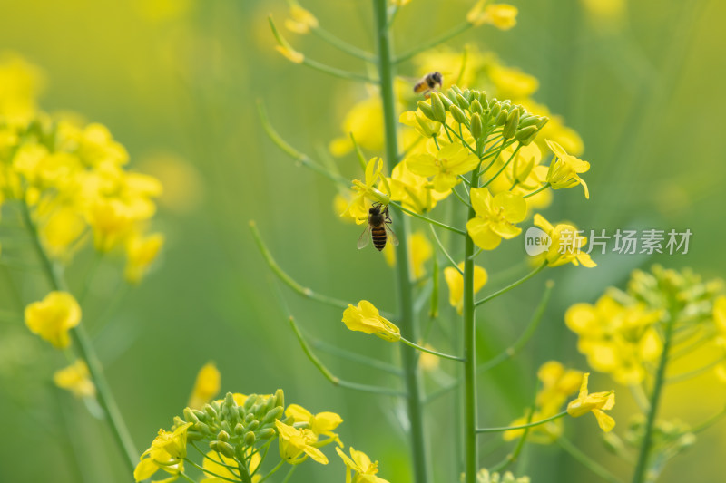 春天油菜花和蜜蜂