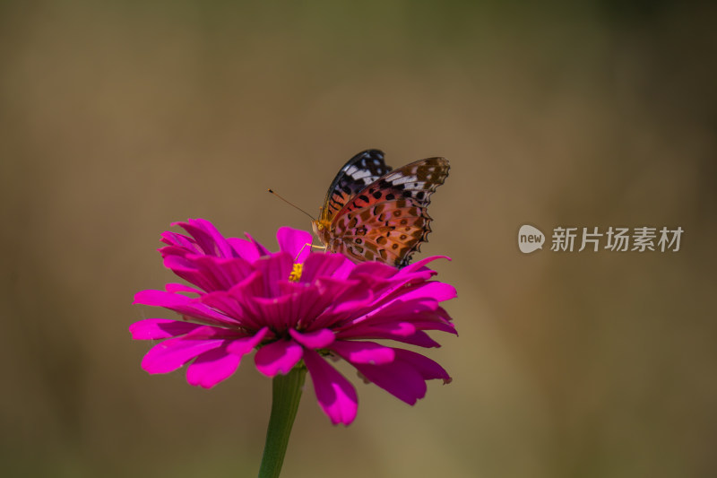 蝴蝶采蜜蝶恋花