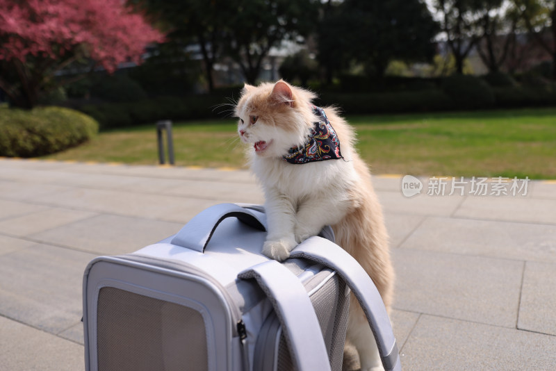 趴在行李包上的英国长毛猫