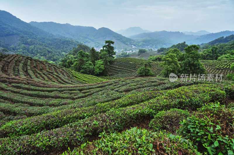 夏天的茶园