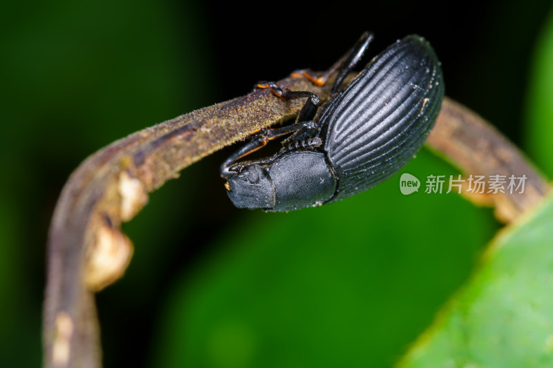 隆线异土甲攀爬在植物枝干上的特写