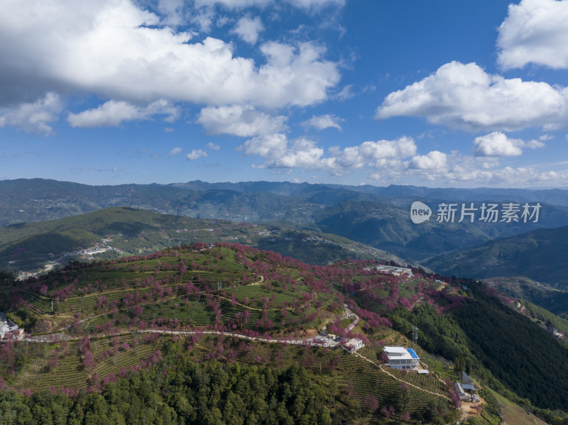 大理无量山樱花谷