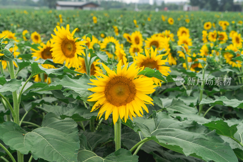 向日葵花田成片开放