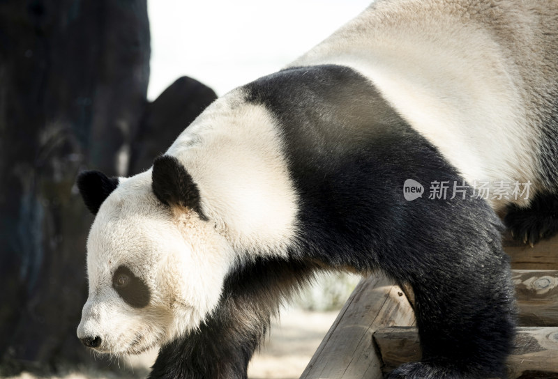 岳阳中华大熊猫苑大熊猫朝阳