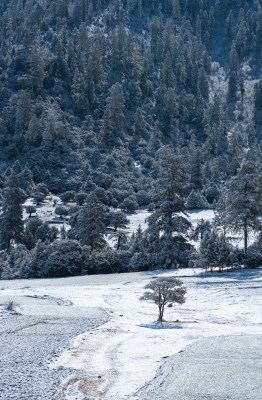 冬天雪后的西藏林芝鲁朗镇田园风光