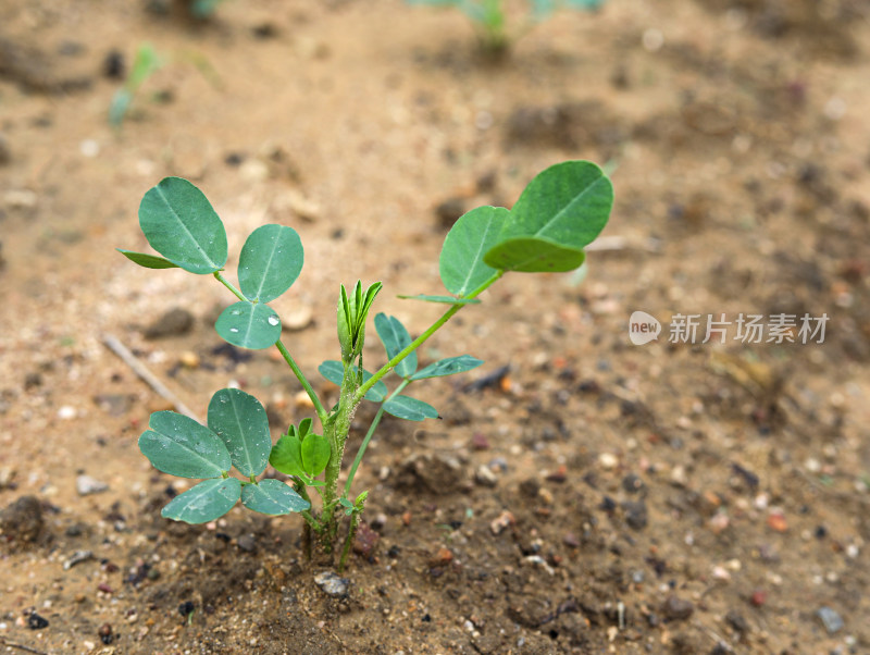 春天土地上正在生长发芽的农作物