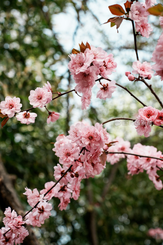 北京玉渊潭公园樱花节樱花