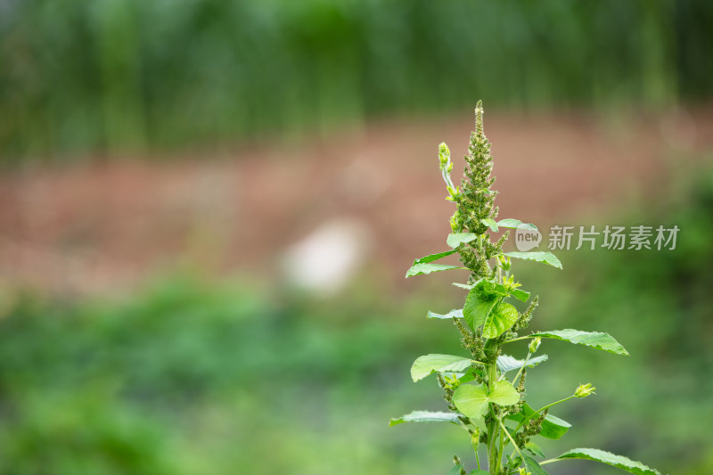 长出种子的野苋菜