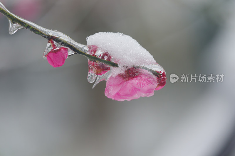 武汉东湖梅园雪中梅花盛开