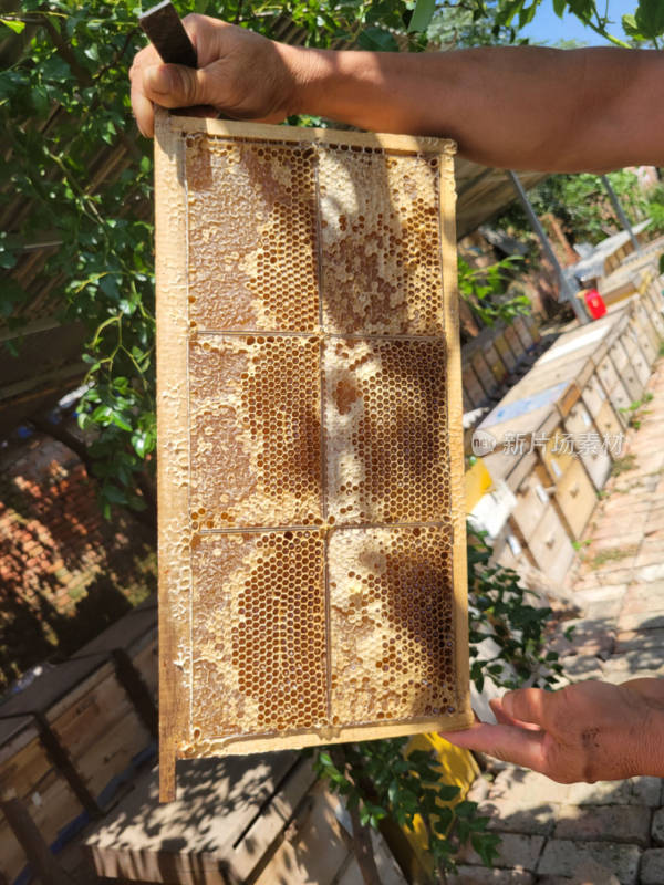 蜂巢蜜 蜂脾 蜂蜜 蜜蜂 蜂巢