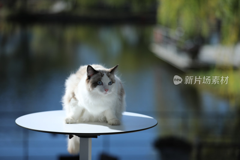 猫坐在桌子上的特写镜头
