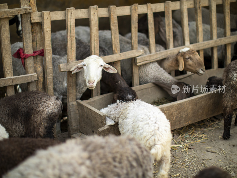新疆杏花村羊圈里的一群小羊羔