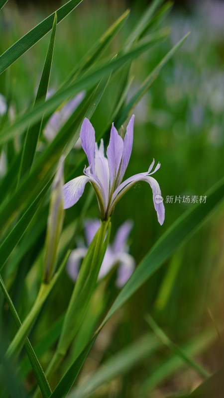 植物素材——马兰花