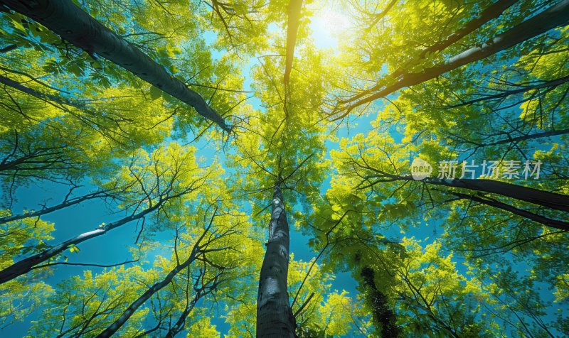 森林阳光树木绿意自然茂密树叶背景