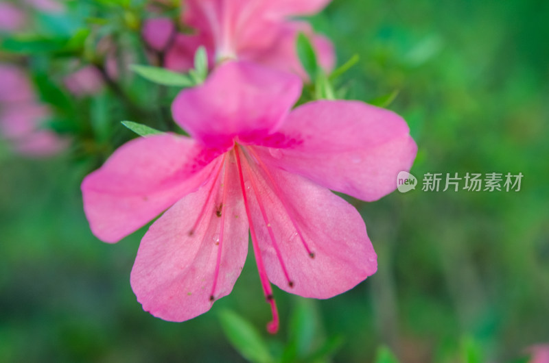 一朵粉红的杜鹃花沾满水珠特写