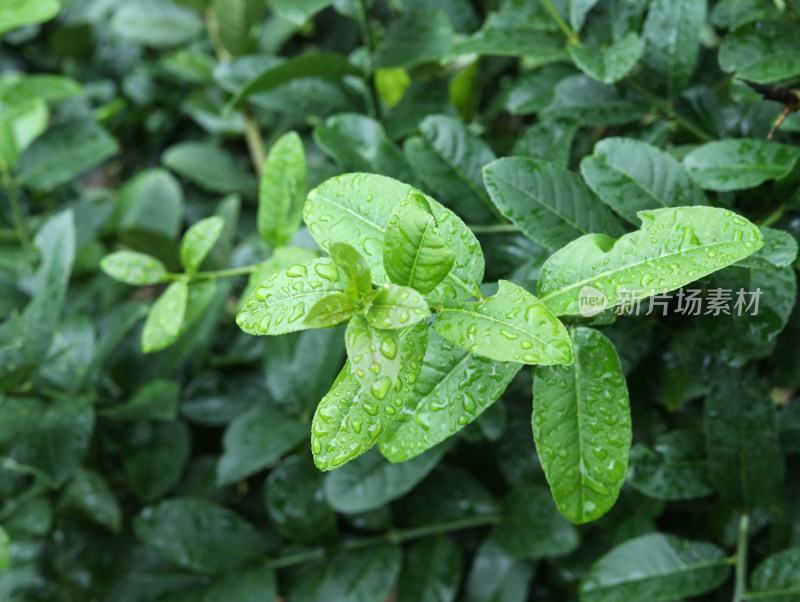 春天绿色的植物叶子树叶和水滴雨滴