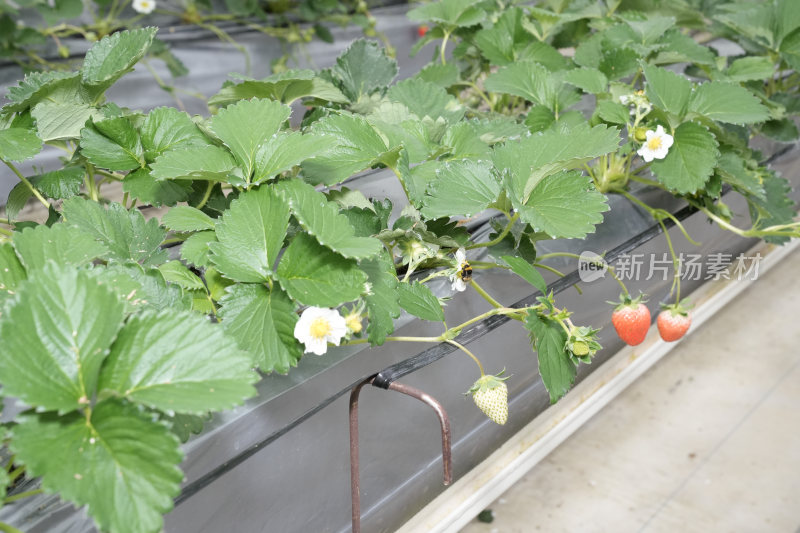 阳光大棚草莓种植园区科技产业园