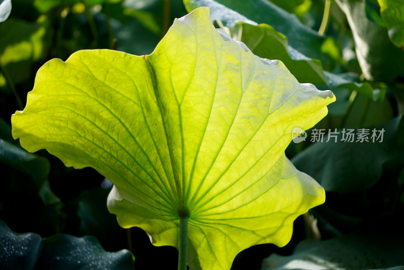 清晨阳光下的大片荷叶特写