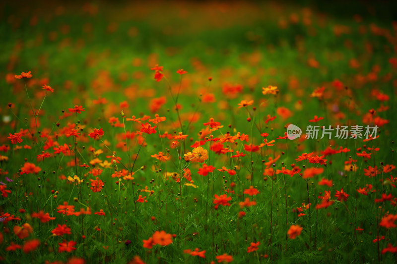 唯美格桑花花丛