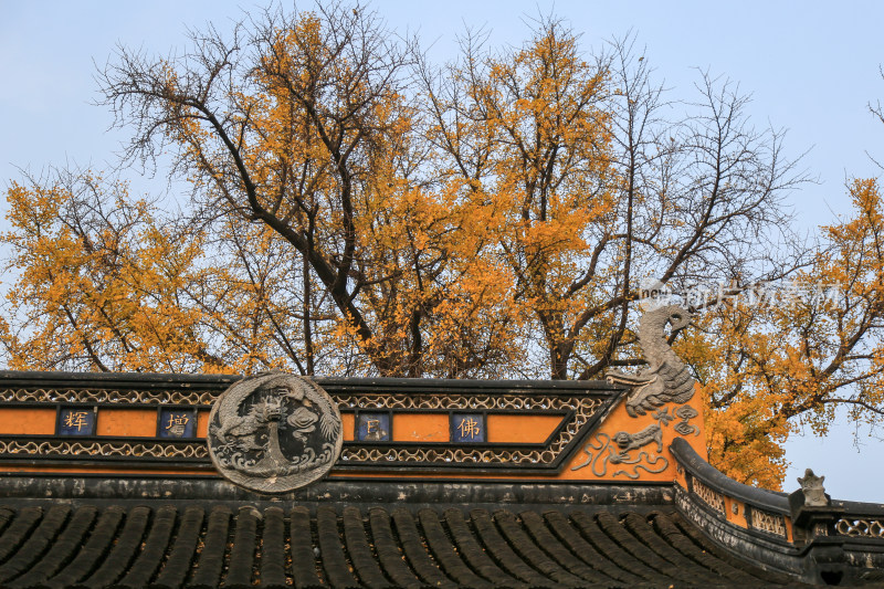 寺庙古银杏 苏州治平寺