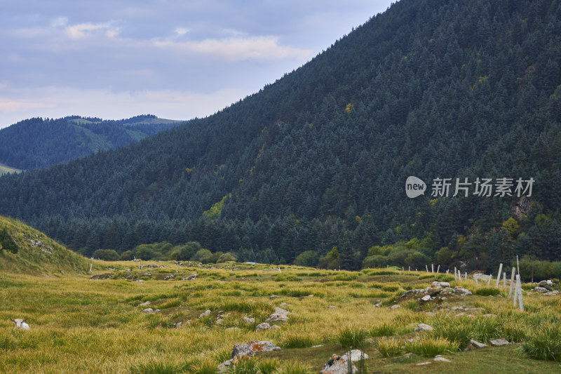 高山草甸的自然风光