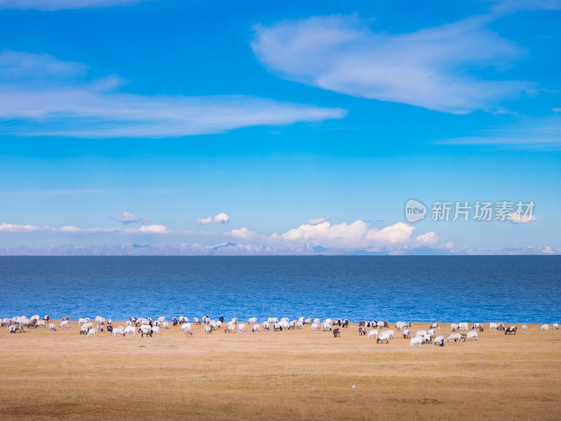 青海湖边牧场羊群