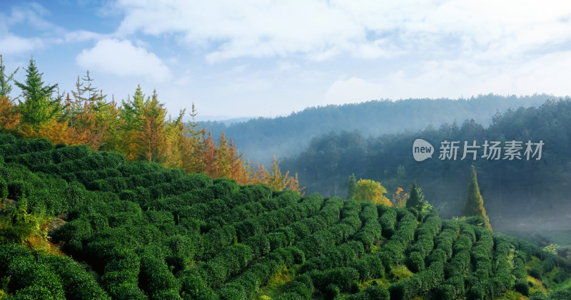 茶叶绿茶茶田茶山采茶茶农茶树