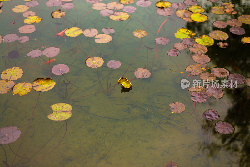 湖边水里的植物