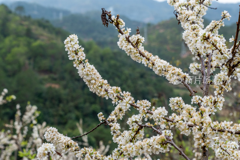 三华李花 李子树 花开