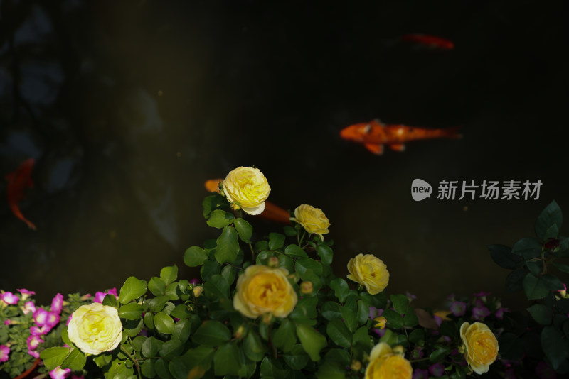 黄色月季花与池塘里的锦鲤