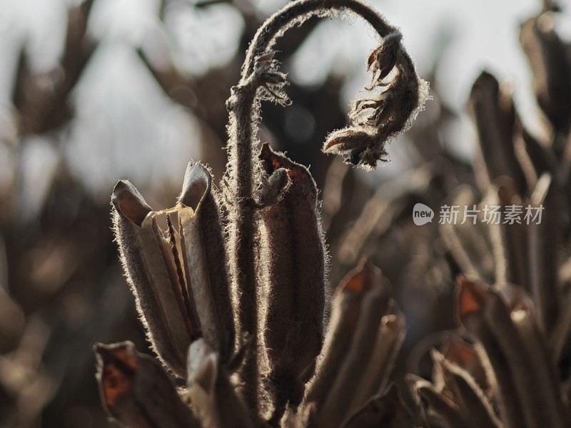 枯萎植物特写尽显秋日萧瑟之态