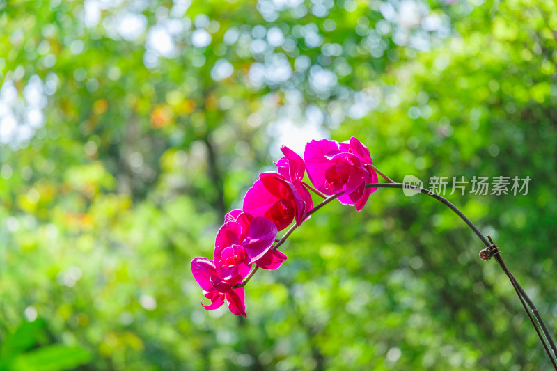 广州麓湖公园麓湖花园粉红色蝴蝶兰鲜花植物