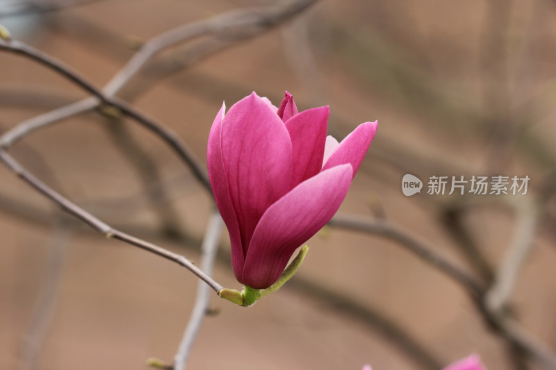 紫红色玉兰花的特写