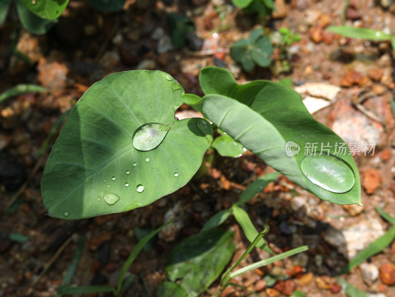 春天绿色的植物叶子树叶和水滴雨滴