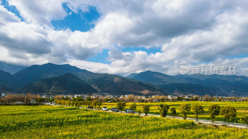 油菜花田与雪山