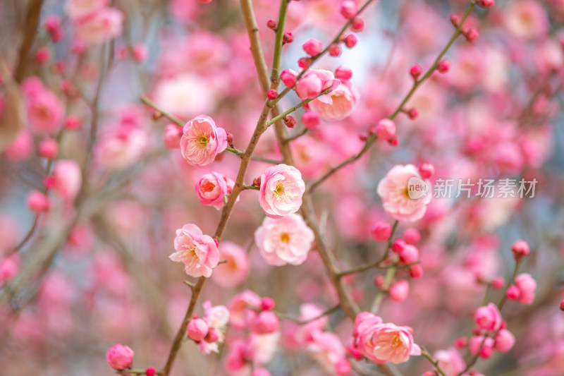 枝头绽放的梅花与含苞待放的花骨朵