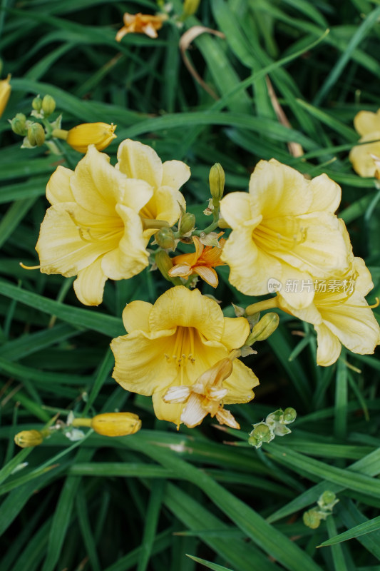 北京花乡公园萱草花