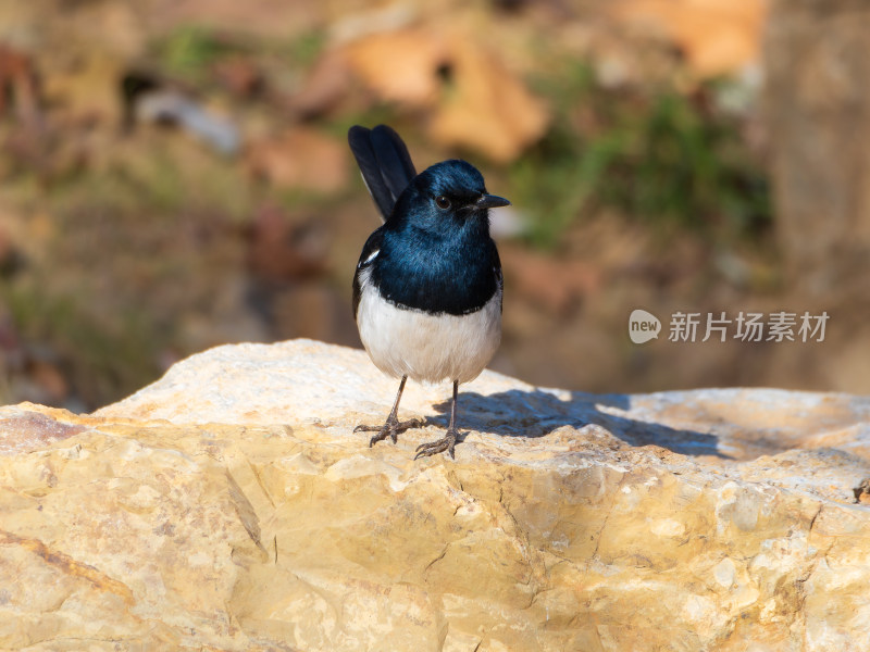 一只鹊鸲