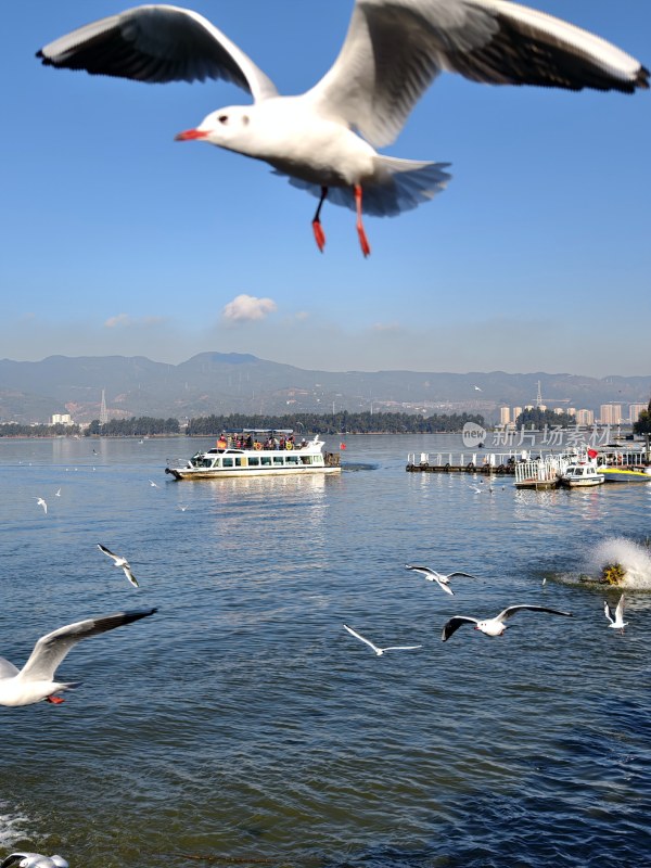 滇池海埂大坝海鸥