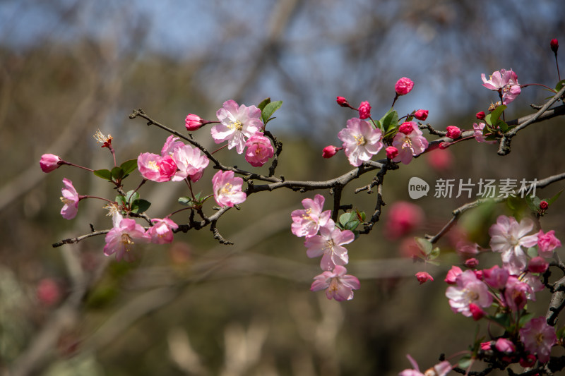 春天枝头绽放的粉红色海棠花