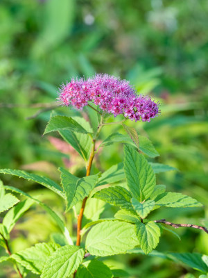 春天的粉花绣线菊